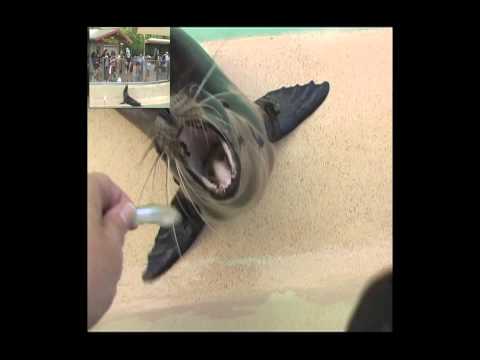 LION TEETH