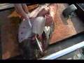 filleting fluke