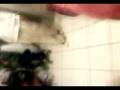 videos de estevan são roque