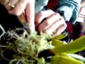 Division de Orquideas  UNALM