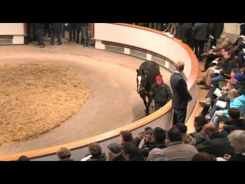 2013 Tattersalls December Mare Sale Day 1