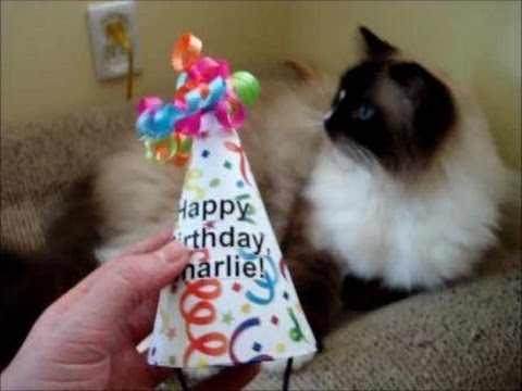 How to Make a Cat Birthday Hat 0 How to Make a Cat Birthday Hat