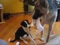 pelea de perros y rambo con su trucos 