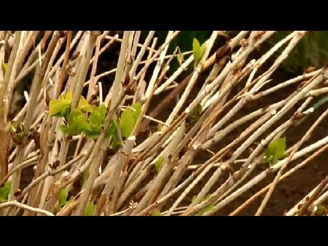 how to care hydrangea