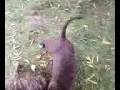 videos de pitbull pups