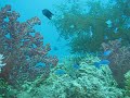 Hard and soft corals on the MV Puuh