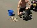 Kapiti - Counting shellfish on the beach at Peka Peka