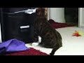 bengal kitty
