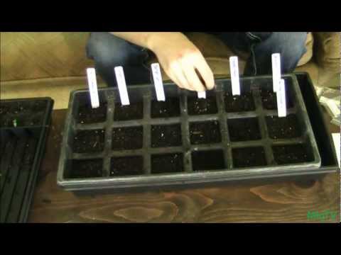 how to replant pepper seeds