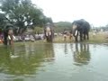 Thrissur Pooram 2007 Elephant Bath