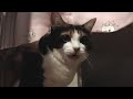 Thank you for watching this video. =^-^= I upload this video as almost my cat, Yukke's private video. ■ この動画は、ユッケがフレーメン反応を起こしている瞬間を撮影した動画です。● The cats sometimes discover something in this way. They (all cat) have an organ to take more in pheromone in a mouth. Therefore, they seem to do such an expression instinctively. (I heard that this was natural reaction in the mouth of the cat.) ※ フレーメン反応(現象)・・・猫が何らかのフェロモン様の匂いを感じた時、口の奥にある器官(ヤコブソン器官)によってそれをより多く感じるため、このように口を開けるのだそうです。