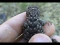 Herping With Dylan: Arizona! (Pt. 1) Herping With Dylan: Arizona! (Pt. 1)