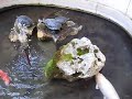 I found these fishes (and turtles) in front of the Ca' Rezzonico in Venice. Anyone knows their significance?