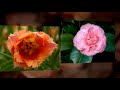 Different types of flowers from Ollies home garden 2008