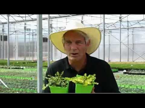 how to transplant creeping jenny