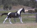 SOS is a stunning blk/bay pinto stallion imported from Germany in 2004 by the Belcam Klatte Farm. His dressage sire Semper and showjumping dam Pandorra is an excellent combination for a performance stallion.Sire: Semper (Samber & Sandro bloodlines) Semper is the sire of the USA's very successful dressage sire Sempatico, a b&w pinto stallion. Sandro is the sire of Sandro Hit, he has started a new dynasty in the world dressage scene and is rewriting sporting and breeding history. National Young Horse Champion, and Young Dressage World Champion, Sandro Hit progeny are breaking all price-records, are regularly winning championships and approval championships.Dam: Pandorra (Prinz Oldenburg bloodlines) Prinz Oldenburg is arguably one of Europe's finest showjumping sires. Prinz Oldenburg was the most famous son of Picasso, he also carried the strong and versatile talents of Pik Bube I and Ramiro.With SOS's unique breeding and fascinating colour patterns, this stallion will produce versatile offspring with exceptional temperaments, correct conformation and expressive movement.SOS stands at stud to a limited number of mares.