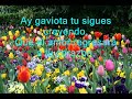 Ay gaviota (Angelica Rivera)