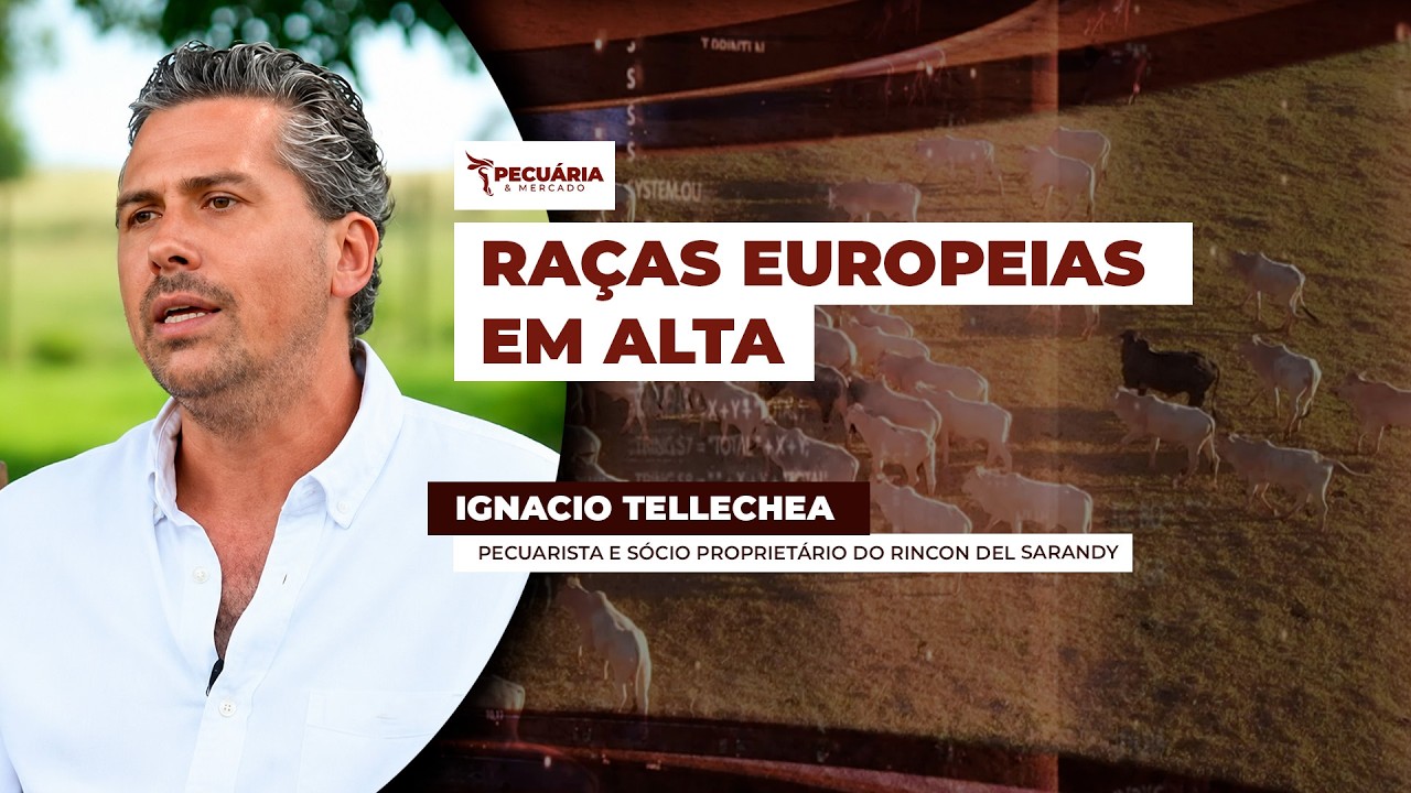 Leilão no RS tem negócios recordes e o maior remate de gado de genética europeia do Brasil