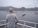 Feeding Seagulls
