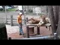 In the Wild at the DeYoung Family Zoo
