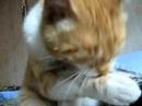 Mi peque�o Garras
