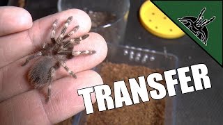 How UNPREDICTABLE can tarantula be? - Transfer 6