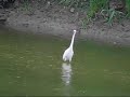 Little Egret 1st CENTROPE Birdrace Little Egret 1st CENTROPE Birdrace