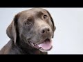 Why Dogs Are Better Than Cats Book - Good Dog Bad Cat Why Dogs Are Better Than Cats Book - Good Dog Bad Cat