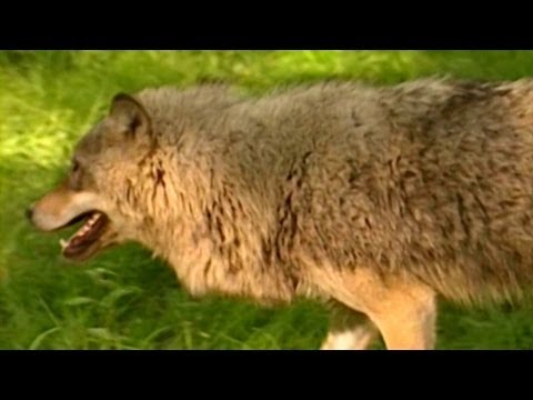 Живая энциклопедия: волки