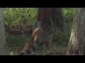 Reptilia2_6