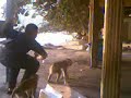 Spanking Teh Beruk