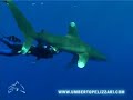 Umberto Pelizzari and Sea Life Umberto Pelizzari and Sea Life