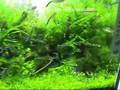 2008年度 第26回日本観賞魚フェア 水槽ディスプレイコンテスト 60cm水槽部門 優勝