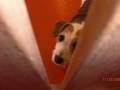 videos de Tir na nOg