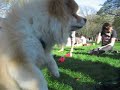 pomeranian in  central  park