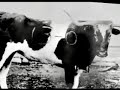 Bevo: History of a Steer