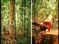 Amaz�nia em perigo!