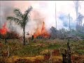 Amazônia em perigo!
