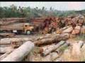 Amazônia em perigo!