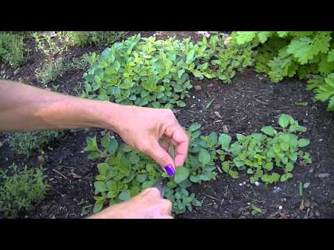 how to harvest oregano