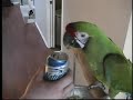 Military Macaw works part time as...