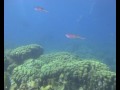 Plongée En Mer Des Caraïbes
