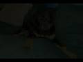 videos de Cali - Our Puppy