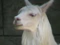Alpaca