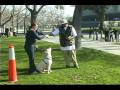 Pit for Life presents Buddy the Christmas Rescue and Animal Advocates.us