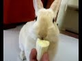 coniglio mangia la banana (rabbit eats banana)