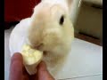 coniglio mangia la banana (rabbit eats banana)