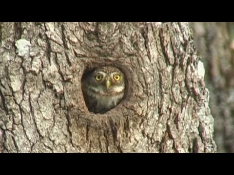 Pygmy Owl - Northern Pygmy Owl behavior. See pellet casting, eyespots, prey capture, eating, caching, preening, copulation, territorial hooting, and nest tree.