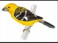 Curi� - Oryzoborus angolensis