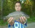 carpiste hmong44 carpiste hmong44